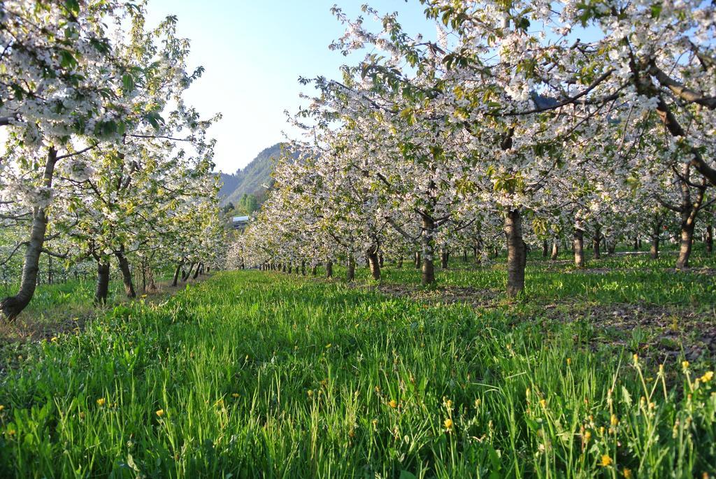 Agriturismo Bortolotti Pergine Valsugana Kültér fotó