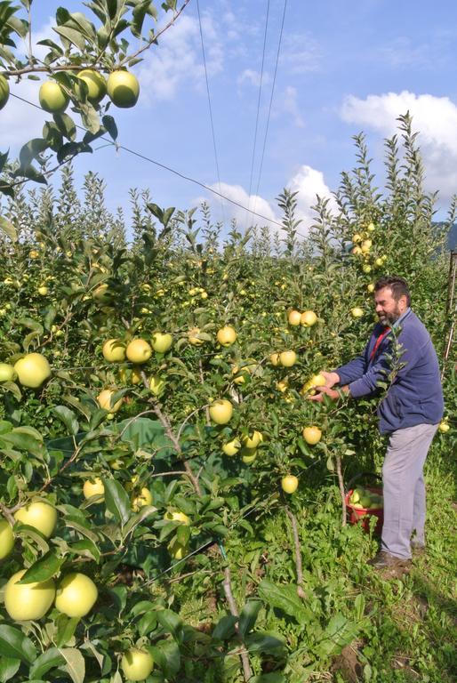 Agriturismo Bortolotti Pergine Valsugana Kültér fotó