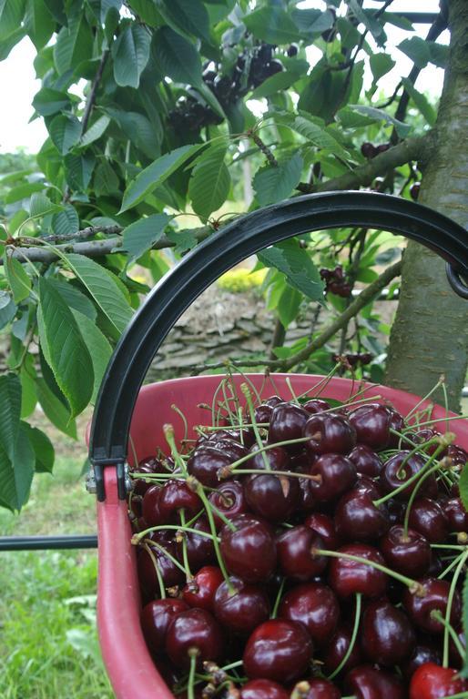 Agriturismo Bortolotti Pergine Valsugana Kültér fotó